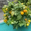 Tradera 1/2 : Tomatfrön 20st - låg planta (Venus el aztek - gul - körsbärstomater| Planter Og Frø