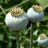 Tradera 5 gram opiumvallmo poppy| Planter Og Frø