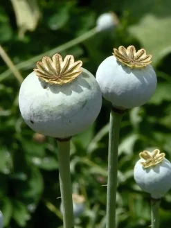 Tradera 5 gram opiumvallmo poppy| Planter Og Frø