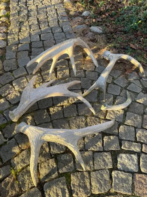 Tradera 5 st Älghorn!> Jagt