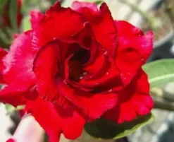Tradera Adenium obesum - 3 frön- Doungdee- ökenros| Planter Og Frø