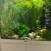 Tradera Akvarieväxter Vallisneria stort paket växter till akvarium| Øvrigt Hobby