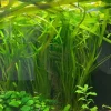 Tradera Akvarieväxter Vallisneria höga växter till akvarium| Øvrigt Hobby
