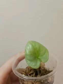 Tradera Alocasia 'Silver Dragon'| Planter Og Frø