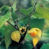 Tradera Ananasphysalis gyllenbär kapkrusbär physalis| Planter Og Frø