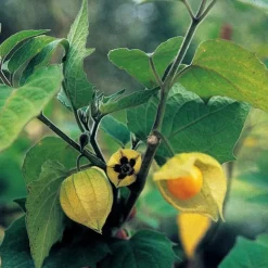 Tradera Ananasphysalis gyllenbär kapkrusbär physalis| Planter Og Frø