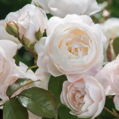 Tradera Blanc Double de Coubert gammaldags vit ros frön| Planter Og Frø