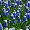 Sale Blå/Vit pärlhyacint Mount Hood frön Andet Til Haven