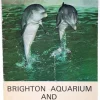 Tradera Brighton Aquarium and Dolphinarium programme/booklet-circa 1970s-Weight 38g> Øvrige Samleobjekter