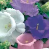 Tradera Campanula medium 'Cup and Saucer' - Mariaklocka Kopp & Fat| Planter Og Frø