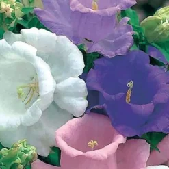 Tradera Campanula medium 'Cup and Saucer' - Mariaklocka Kopp & Fat| Planter Og Frø
