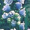 Tradera Campanula persicifolia 'Evert Nilsson' - Storklocka| Planter Og Frø