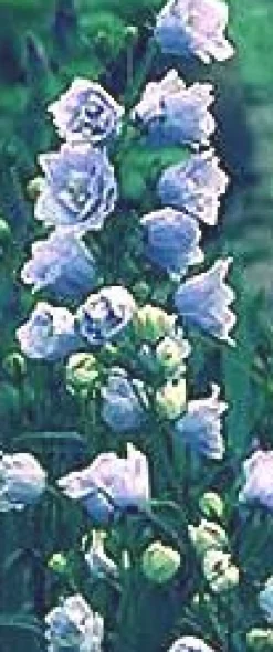 Tradera Campanula persicifolia 'Evert Nilsson' - Storklocka| Planter Og Frø