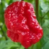 Tradera Capsicum chinense 'Genghis Khan´s Brain' - Chili| Planter Og Frø