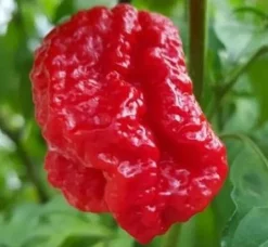 Tradera Capsicum chinense 'Genghis Khan´s Brain' - Chili| Planter Og Frø