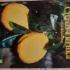 New Citrus i kruka - Eva Rönnblom Botanik