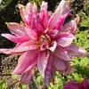 Tradera Dahlia Pink Giraffe| Planter Og Frø