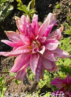 Tradera Dahlia Pink Giraffe| Planter Og Frø