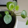 Tradera Elefantöra stickling.| Planter Og Frø