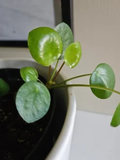 Tradera Elefantöra stickling.| Planter Og Frø