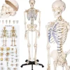 Tradera Fabriksnytt skelett i naturlig storlek 181,5cm med stativ> Medicinske Gadgets