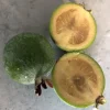 Tradera Feijoa sorten heter coolidge 2 st pluggplantor| Planter Og Frø
