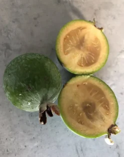 Tradera Feijoa sorten heter coolidge 2 st pluggplantor| Planter Og Frø