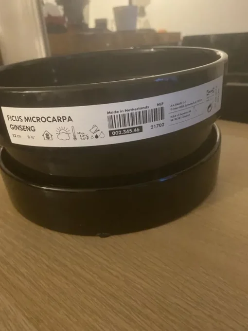 Tradera Ficus Microcarpa Ginseng| Havedekorationer