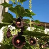 Tradera Frön svart stockros!! Ca 30 frön.| Andet Til Haven