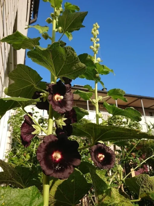 Tradera Frön svart stockros!! Ca 30 frön.| Andet Til Haven