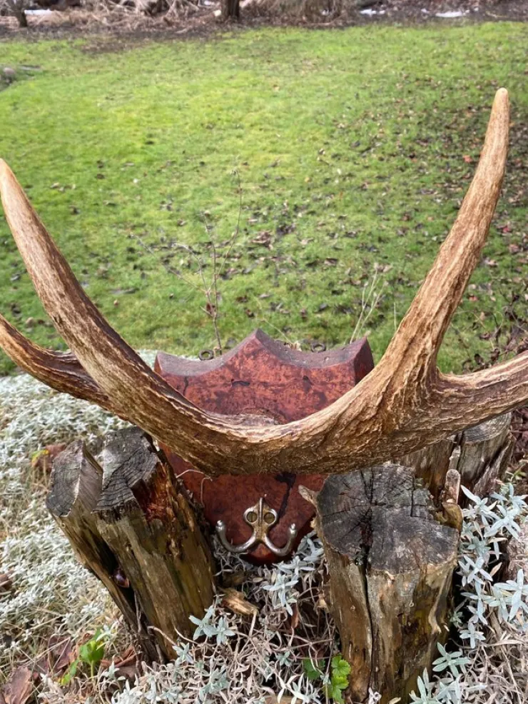 Tradera Gammalt Väggmontage Klädhängare Med Älghorn På Sköld I Gedigen Björk> Jagt