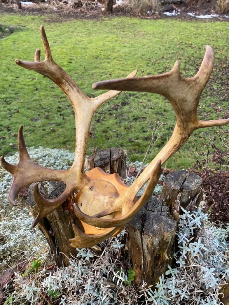 Tradera Gammalt Väggmontage Med Renkranium På Sköld Norge År 1956> Jagt
