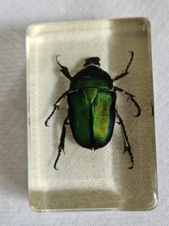 Tradera Gräsgrön guldbagge ingjuten i plast.> Kuriositeter