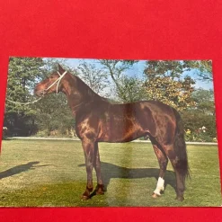 Tradera Häst kort| Generelle Motiver