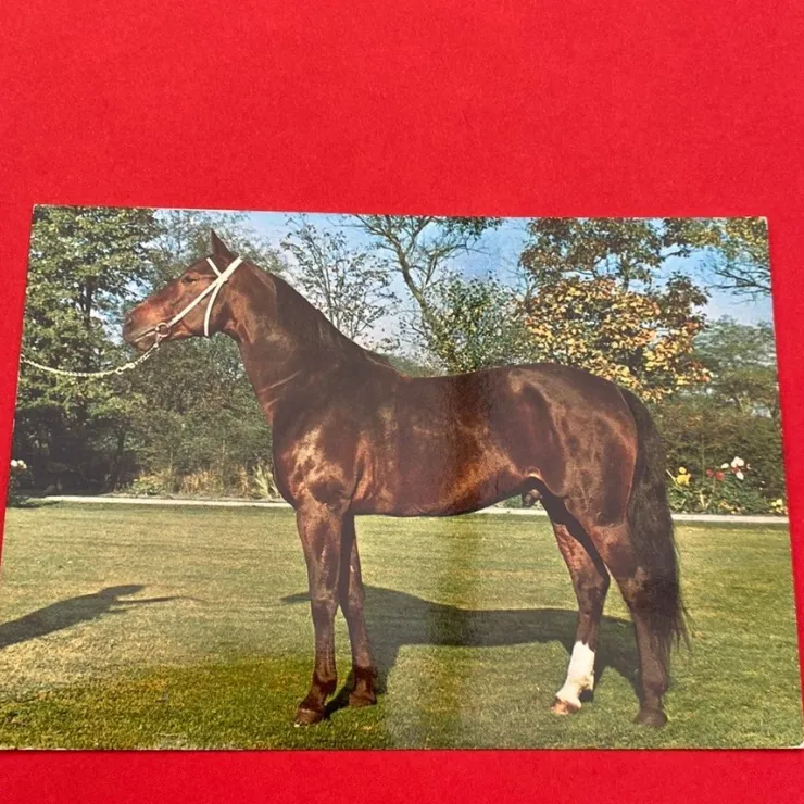 Tradera Häst kort| Generelle Motiver