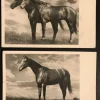 Tradera Hästar, 2 st vykort profilbilder (ofr ca år 1940tal)| Generelle Motiver