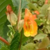 Tradera Impatiens Bicordata, rotad stickling OVANLIG| Planter Og Frø