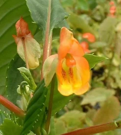 Tradera Impatiens Bicordata, rotad stickling OVANLIG| Planter Og Frø