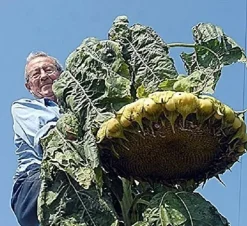 Tradera Jättesolros - 5 frön - GIGANTISK!! -| Planter Og Frø