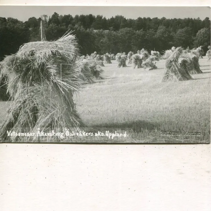 Tradera Åkersberga Österåkers skn, Vetesnesar, obeg ca 1930, Bröderna Harling| Svenske Landskaber
