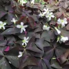 Tradera KLÖVER OXALIS TRIANGULARIS PURPUR| Planter Og Frø