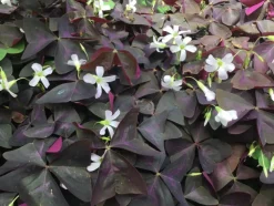 Tradera KLÖVER OXALIS TRIANGULARIS PURPUR| Planter Og Frø