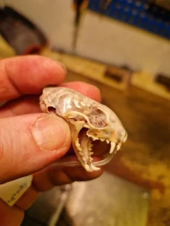 Tradera Kranium av hermelin - lekatt> Jagt