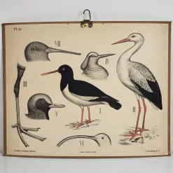 Tradera Äldre skolplansch - | Anden Kunst