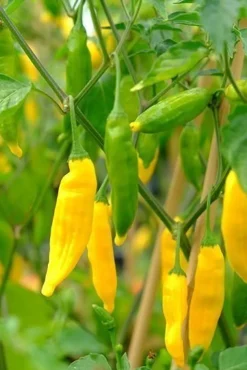 Tradera Lemon drop (hot lemon) - medelhet med en touch av citron!| Planter Og Frø