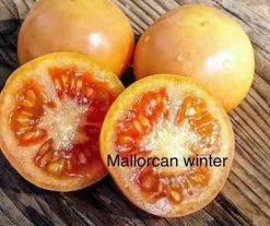 Tradera Mallorcanska vintertomater| Planter Og Frø