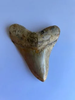 Sale Megalodon tand - 109 mm x 85 mm Arkæologi