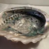 Tradera Mycket vacker naturlig Abalone snäcka, stor, ca 19x16,5 cm| Smykkefremstilling