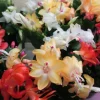 Tradera Novemberkaktus.Schlumbergera hybrid mix,4 orotade sticklingar.| Planter Og Frø