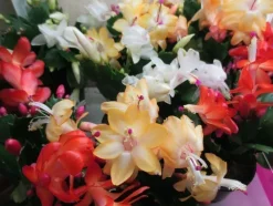 Tradera Novemberkaktus.Schlumbergera hybrid mix,4 orotade sticklingar.| Planter Og Frø